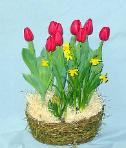 01B Spring Bulb Garden