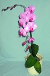 01D Blooming Plant Orchid