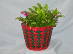 01E Plant Holiday Cactus