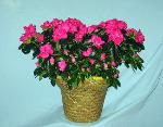 01G Blooming Plant Azalea