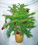 01G Norfolk Island Pine