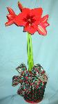 01H Amaryllis