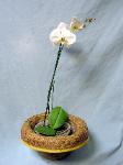 01P Blooming Plant Orchid