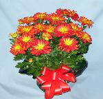 FALL01 Pele Chrysanthemum