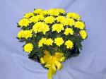 FALL05 Yellow Chrysanthemum