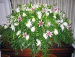 Fresh Casket Spray CSK33